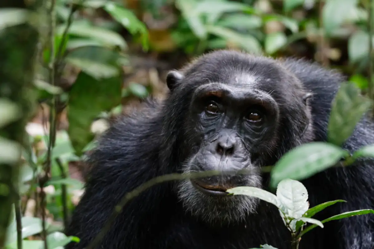 15 Day Gorilla and Chimps Trekking – Big 5 and Nature Sighting Safari